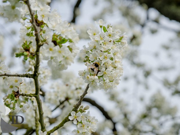 kalchreuther_kirschblüte