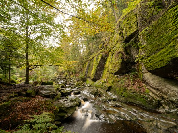bayerischer_wald